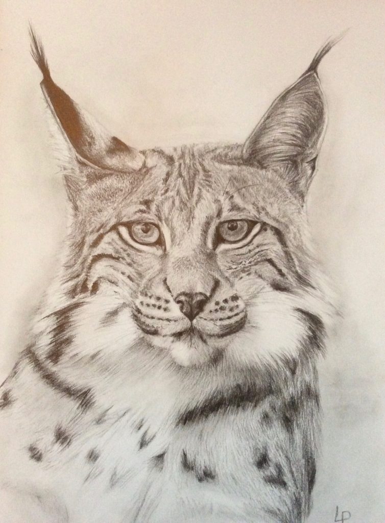 One of Laura's original drawings. A Lynx from the animal collection