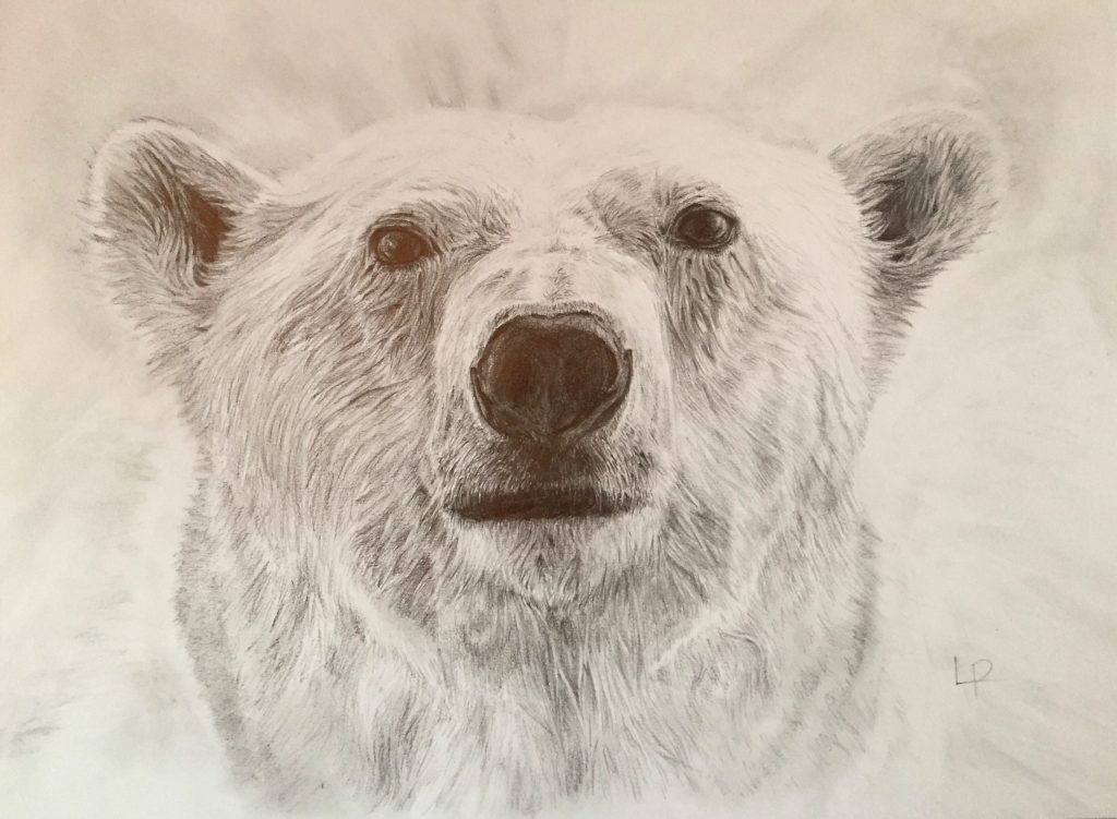 One of Laura's original drawings. A polar bear from her animal collection