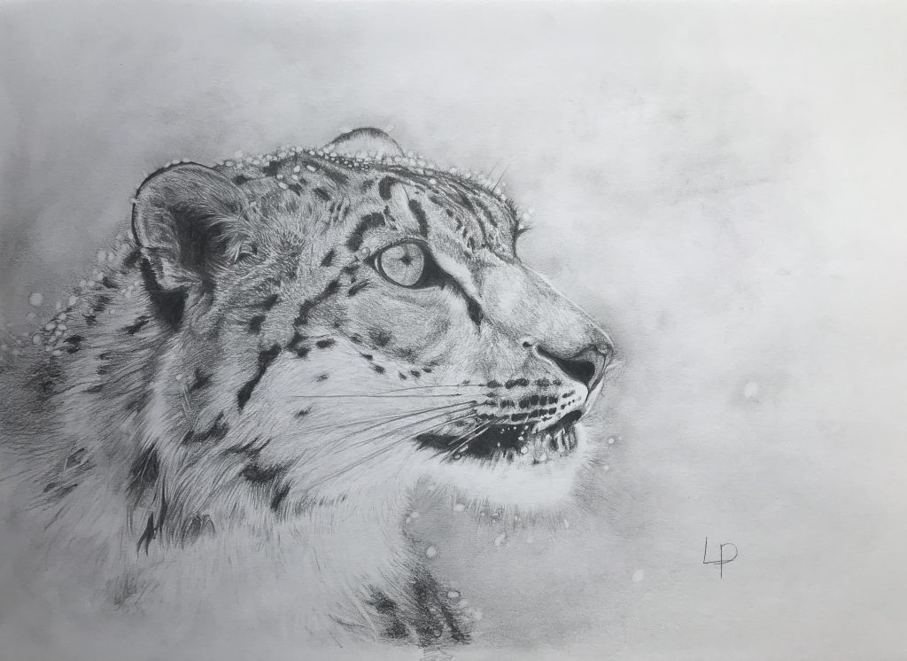 One of Laura's original drawings. A snow leopard from the animal collection.