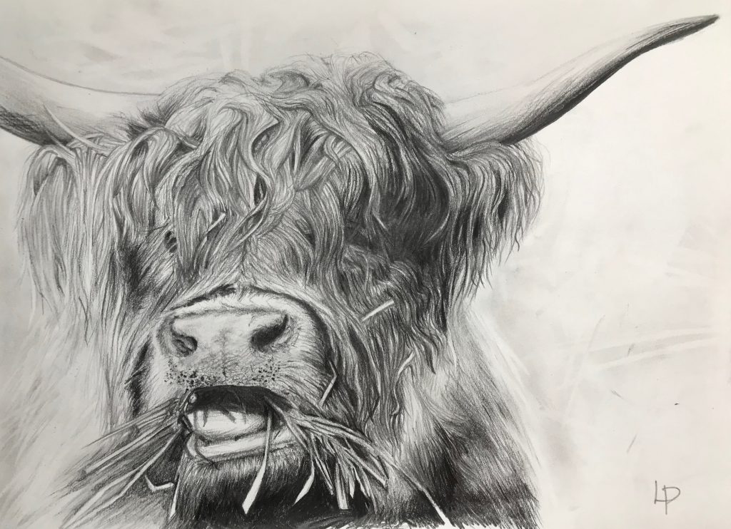 One of Laura's original drawings. A Highland cow chewing hay. Part of the animal collection.